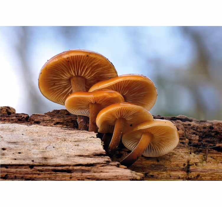 Tapisserie fleur groupe de champignons - TenStickers