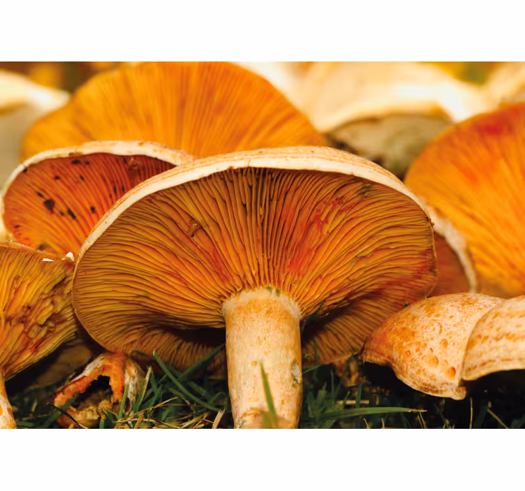 Papier peint nature Champignon sauvage à pores d'orange - TenStickers