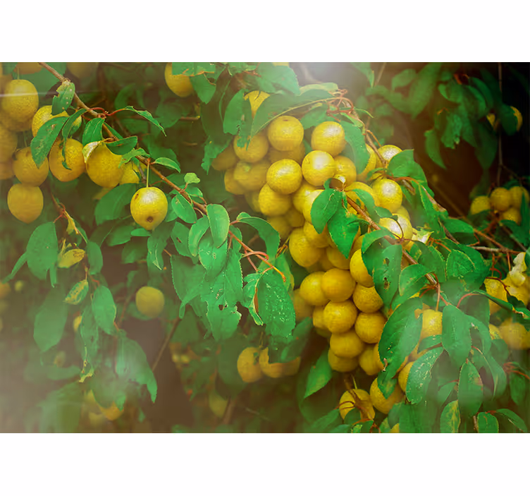 Tapisserie fleur feuillage luxuriant et fruits - TenStickers