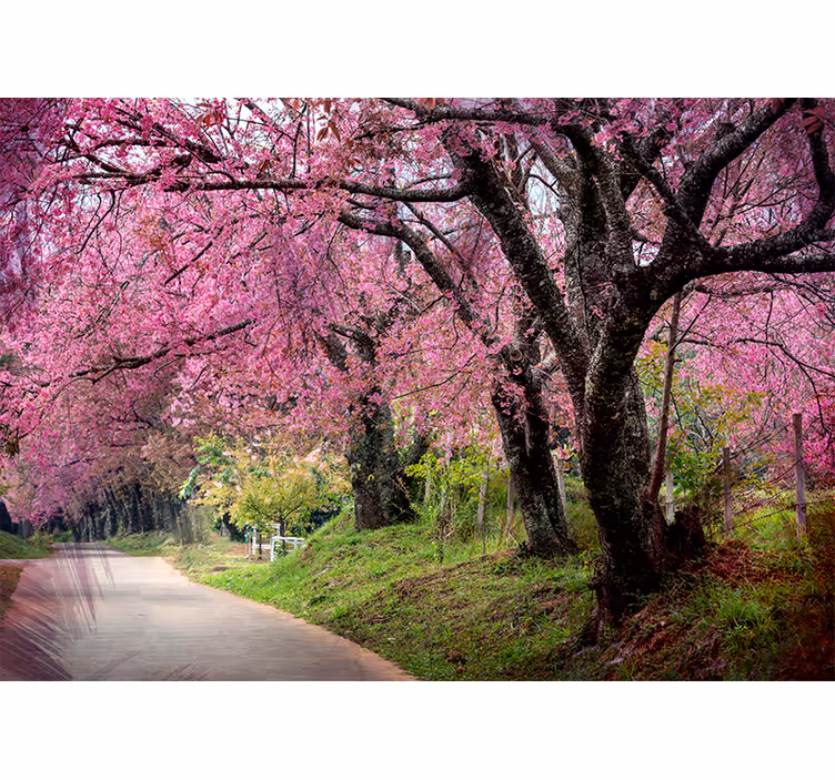Papier peint mural arbres Cerisiers japonais roses - TenStickers