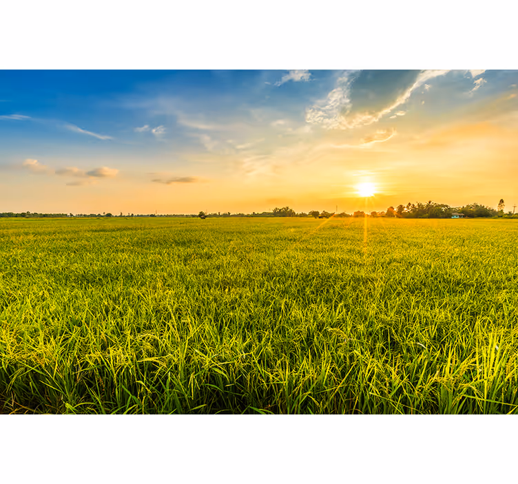 Tapisserie murale paysage coucher de soleil sur champs - TenStickers