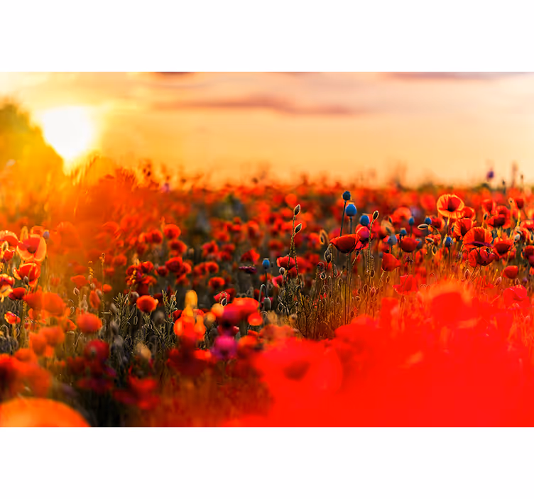 Tapisserie murale coquelicots champ printanier au coucher - TenStickers