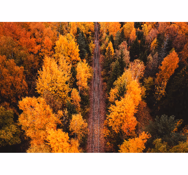 Tapisserie murale paysage sentier forestier d'automne - TenStickers