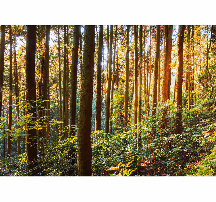 Tapisserie forêt verte luxuriante - TenStickers
