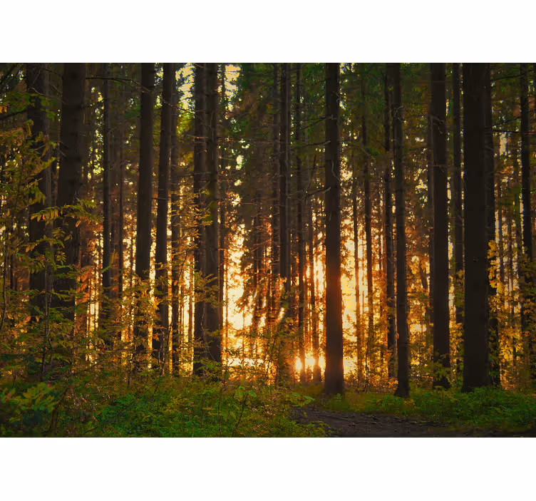 Tapisserie forêt silhouettes d'arbres au coucher de soleil - TenStickers