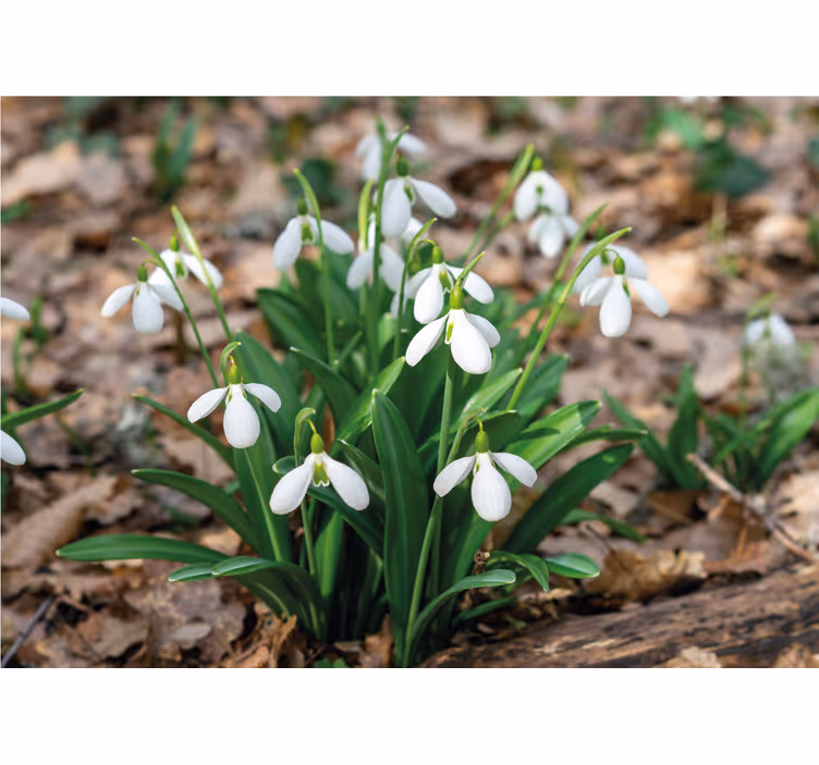 Papier peint fleuri Conception de paysage forestier perce-neige - TenStickers