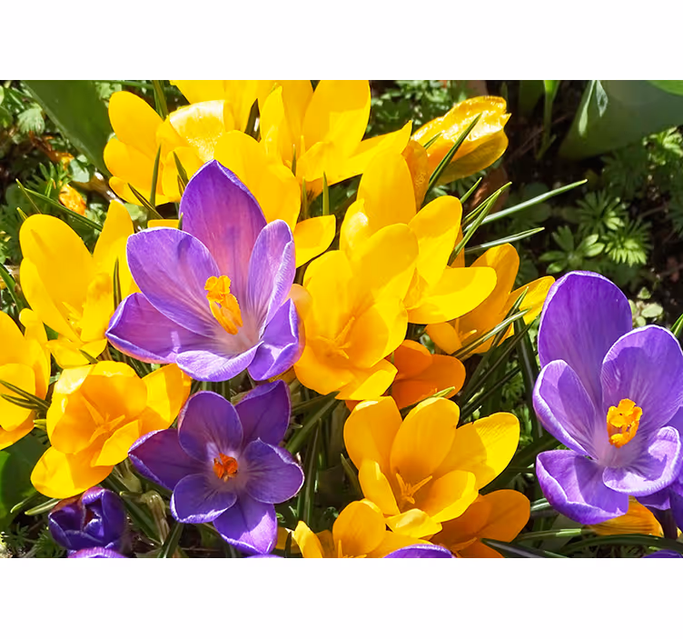 Tapisserie fleur fleurs de crocus colorées - TenStickers