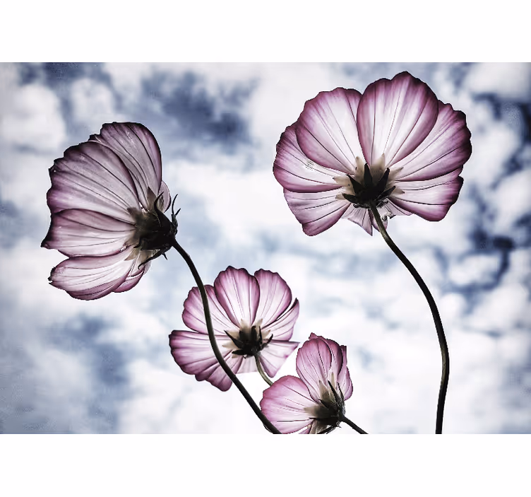 Papier peint mural de fleurs Design élégant de fleur de cosmos vi - TenStickers