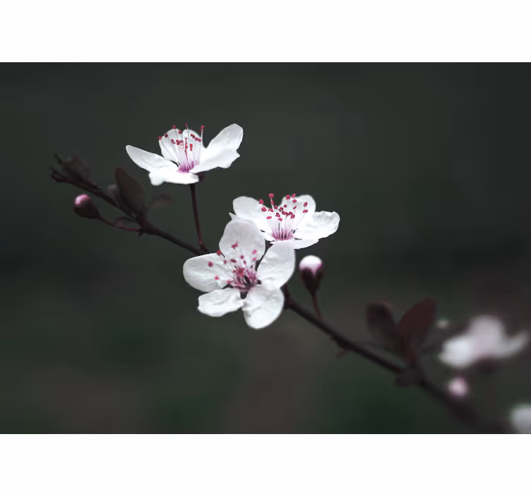 Tapisserie murale coquelicots branche de sakura - TenStickers