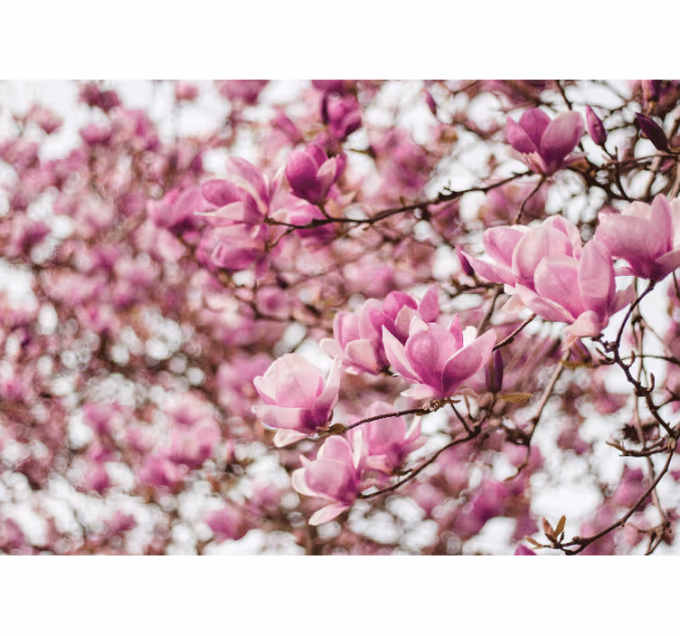 Tapisserie magnolia affichage de fleurs de magnolia - TenStickers