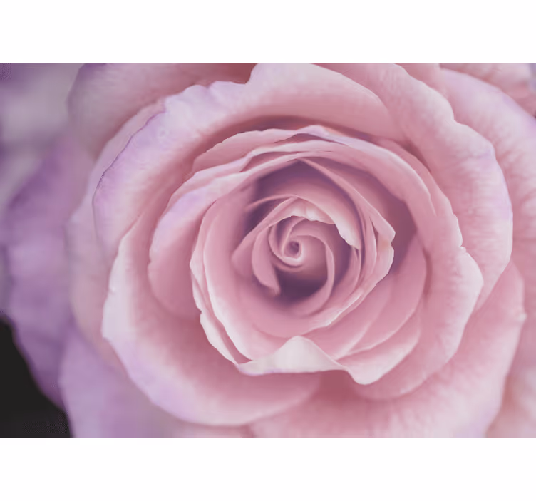 Papier peint mural roses élégant design rose gigantesque - TenStickers