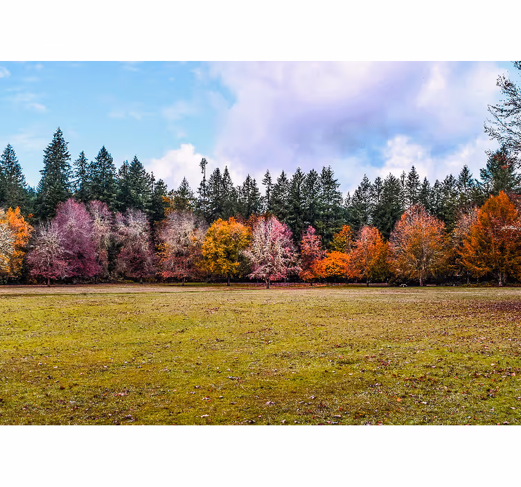 Tapisserie nature forêt d'automne colorée - TenStickers