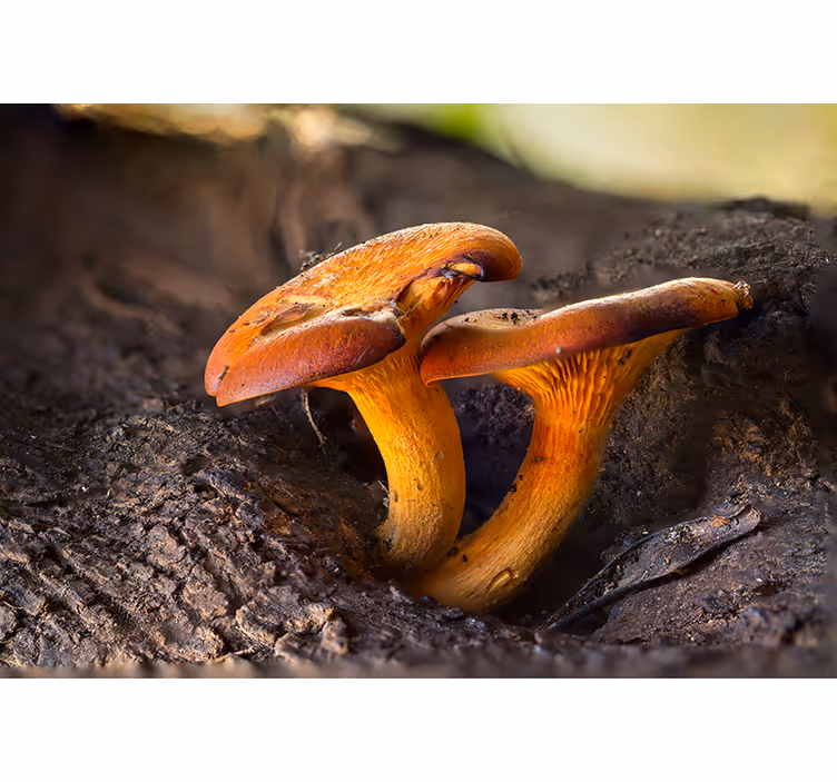 Tapisserie forêt scène naturelle de champignons - TenStickers