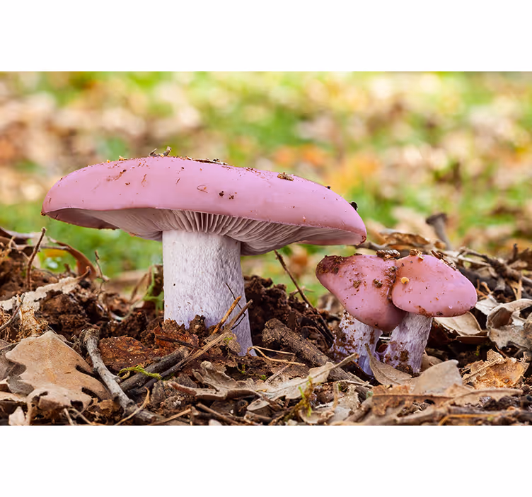 Tapisserie autres fleurs champignon rose cluster - TenStickers
