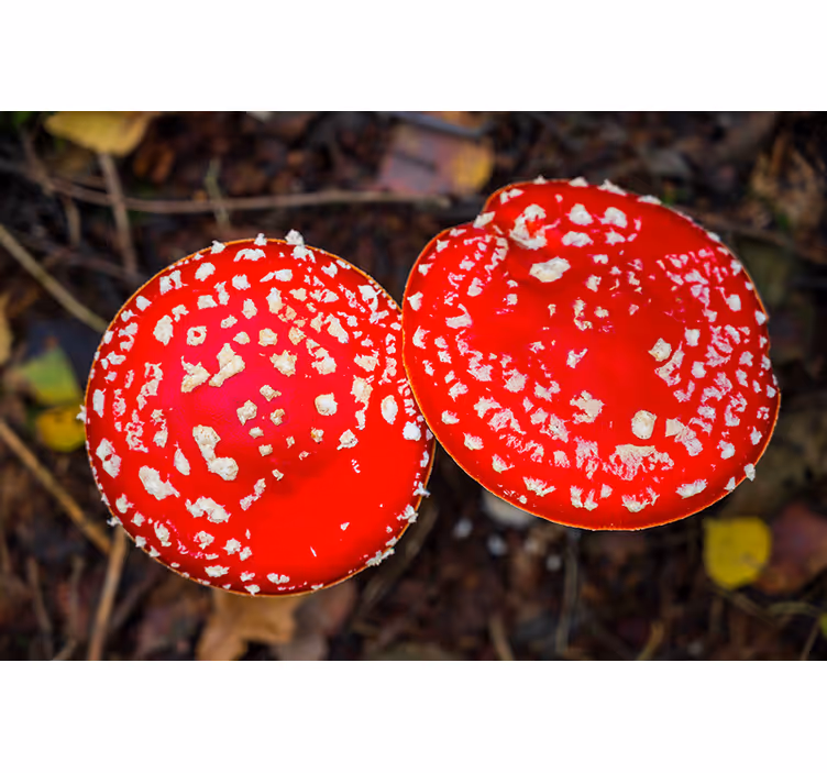 Tapisserie nature chapeaux de champignons rouges - TenStickers