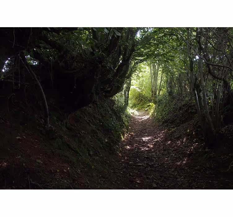 Tapisserie forêt sentier de la forêt - TenStickers