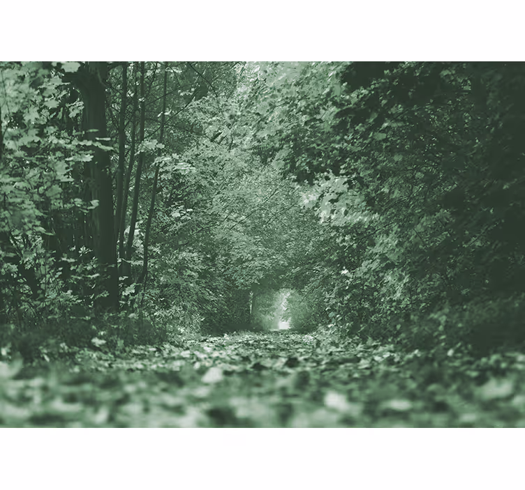 Tapisserie forêt chemin luxuriant en bois - TenStickers