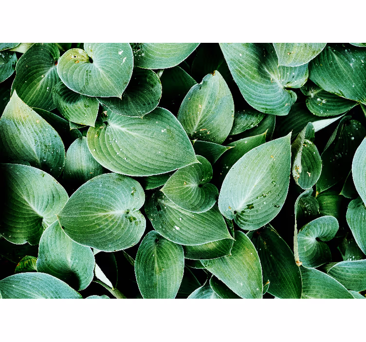 Papier peint nature Feuille verte 'feuillage' - TenStickers