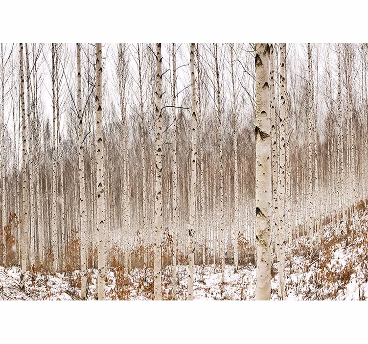 Papier peint mural arbres Jeunes bouleaux - TenStickers