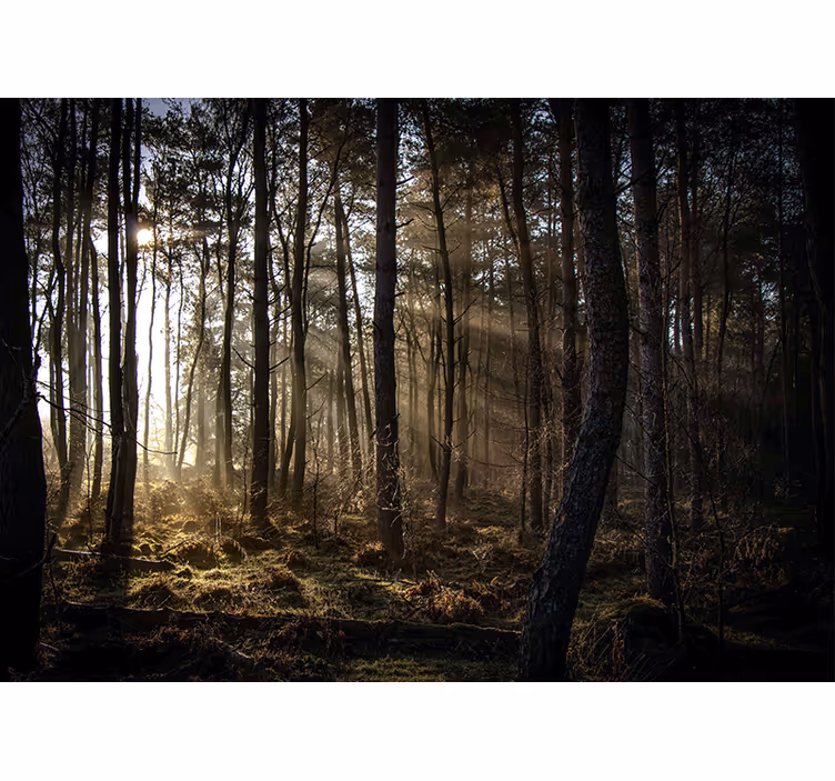 Tapisserie forêt clairière ensoleillée - TenStickers