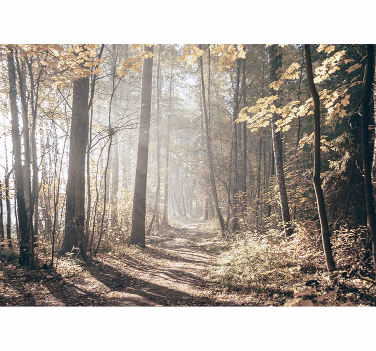 Papier peint nature La lumière du soleil dans la forêt - TenStickers
