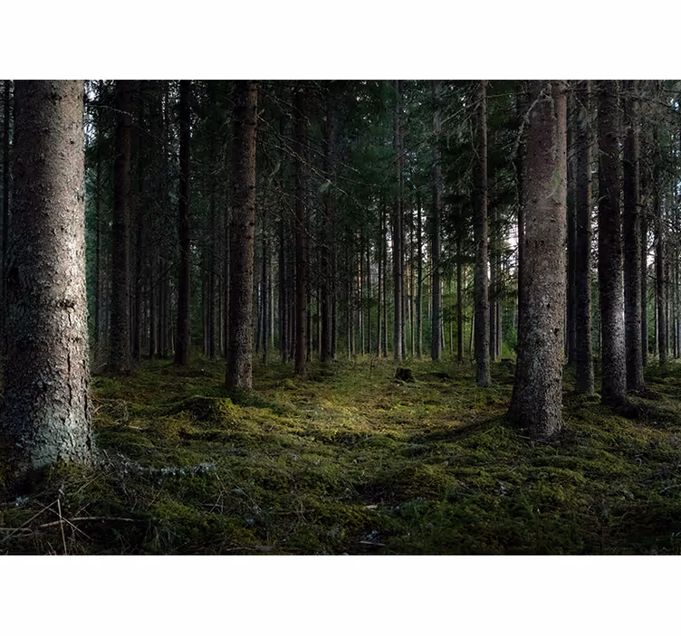 Tapisserie forêt paysage serein - TenStickers