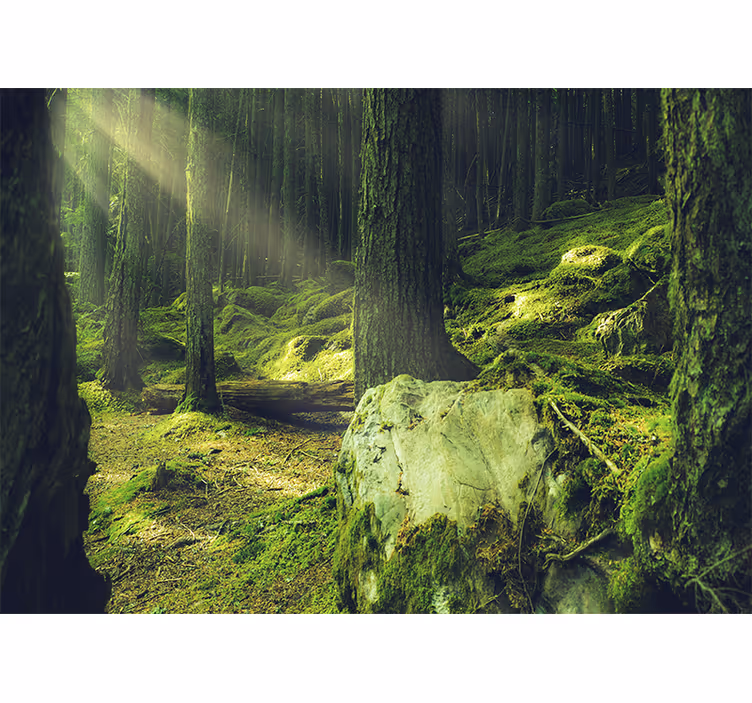 Tapisserie nature lumière du soleil à travers les arbres - TenStickers