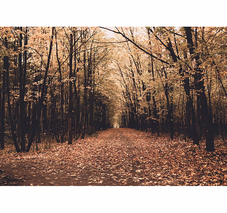 Papier peint nature Belle forêt en automne - TenStickers