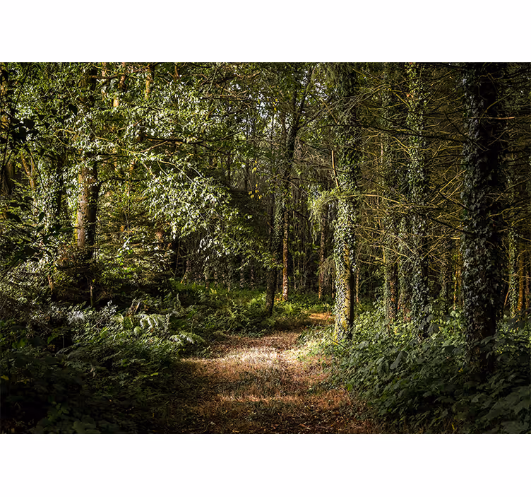 Tapisserie forêt chemin luxuriant - TenStickers
