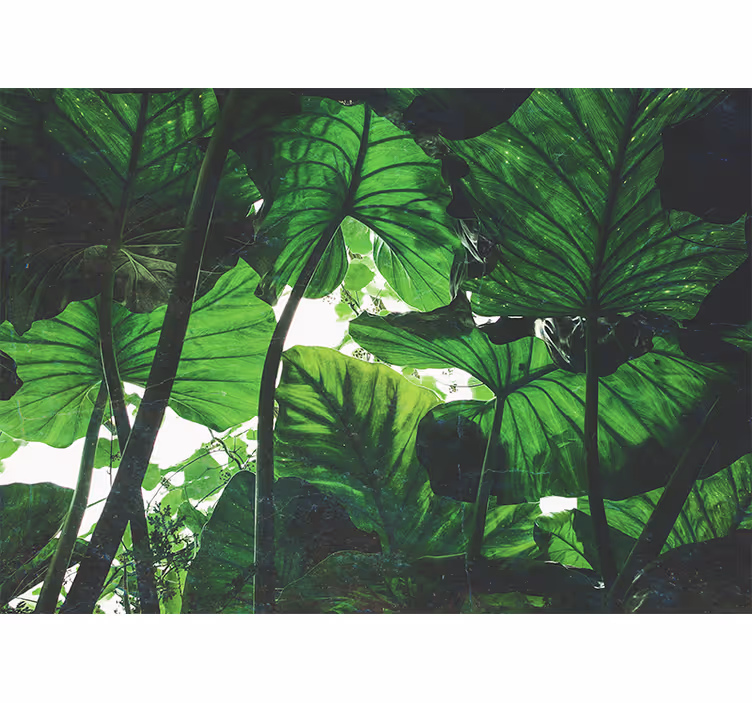 Papier peint mural forets Belle forêt tropicale verte - TenStickers