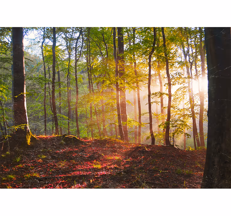 Papier peint mural forets Beau lever de soleil dans le - TenStickers