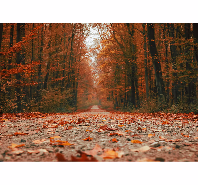Tapisserie forêt chemin d'automne - TenStickers