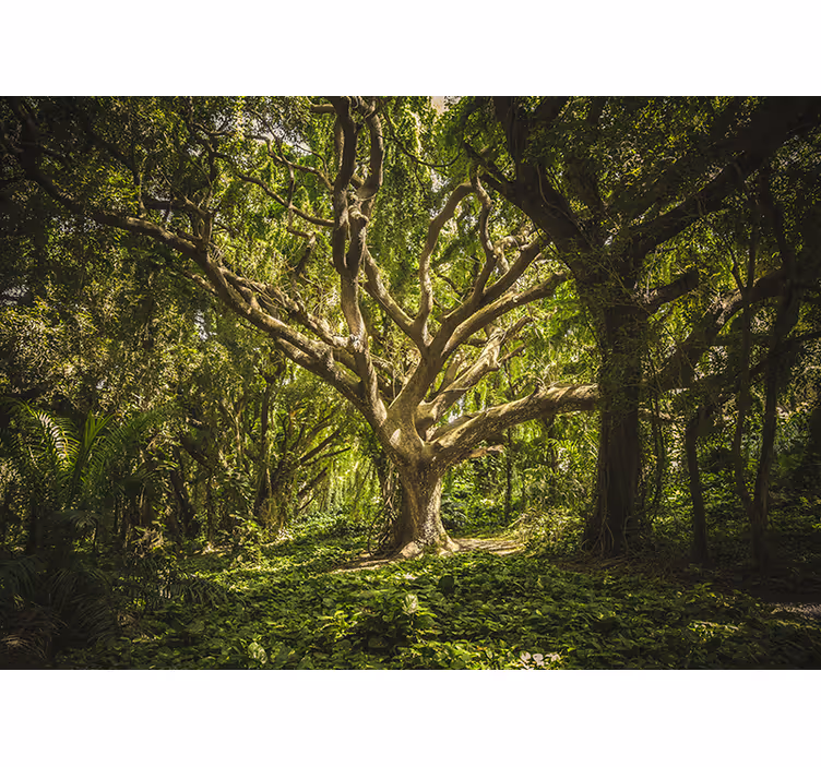 Papier peint nature Endroit enchanté vert dans la forêt - TenStickers