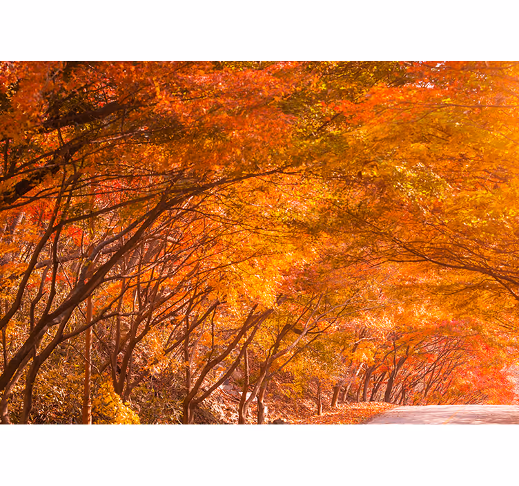 Papier peint nature Arbre orange feuilles d'automne - TenStickers