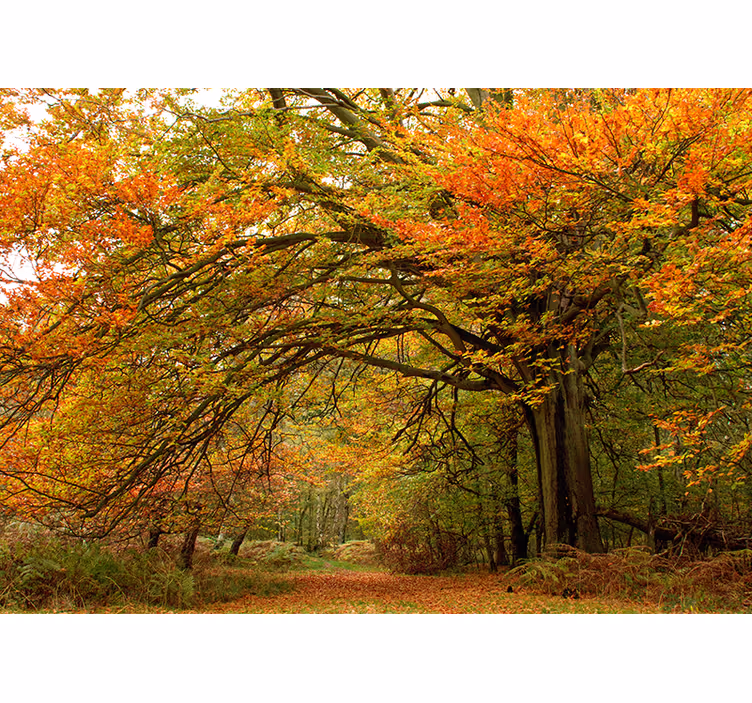 Papier peint nature Belle forêt aux couleurs vertes et rouges - TenStickers