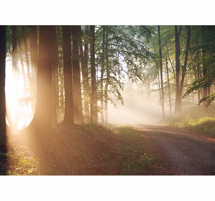 Papier peint nature Sentier dans les bois avec rayon de soleil - TenStickers