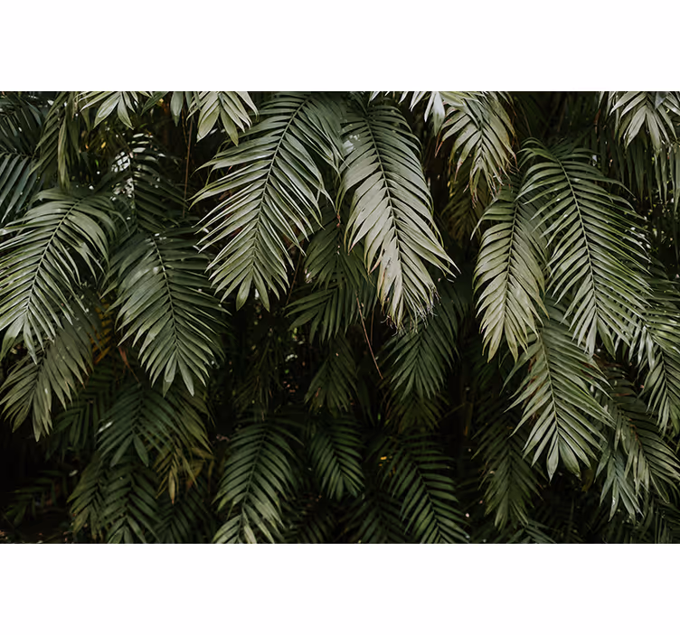 Papier peint nature Texture de feuilles de palmier vert - TenStickers