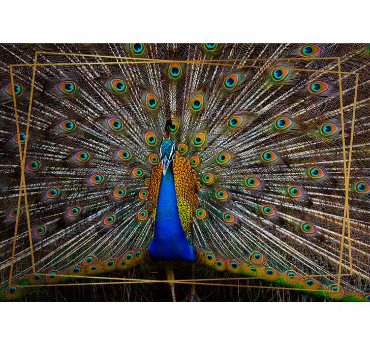 Papier peint mural d'animaux Plumes d'oiseau de paon - TenStickers