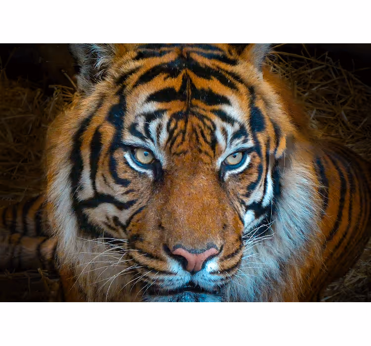 Papier peint mural d'animaux Tigre calme et menaçant - TenStickers