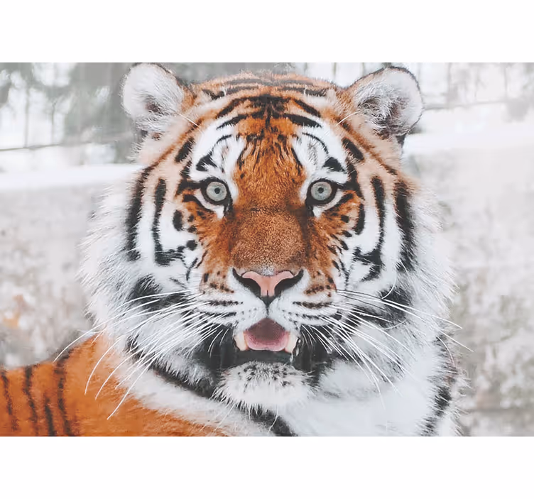 Papier peint mural d'animaux Dominant beau tigre - TenStickers