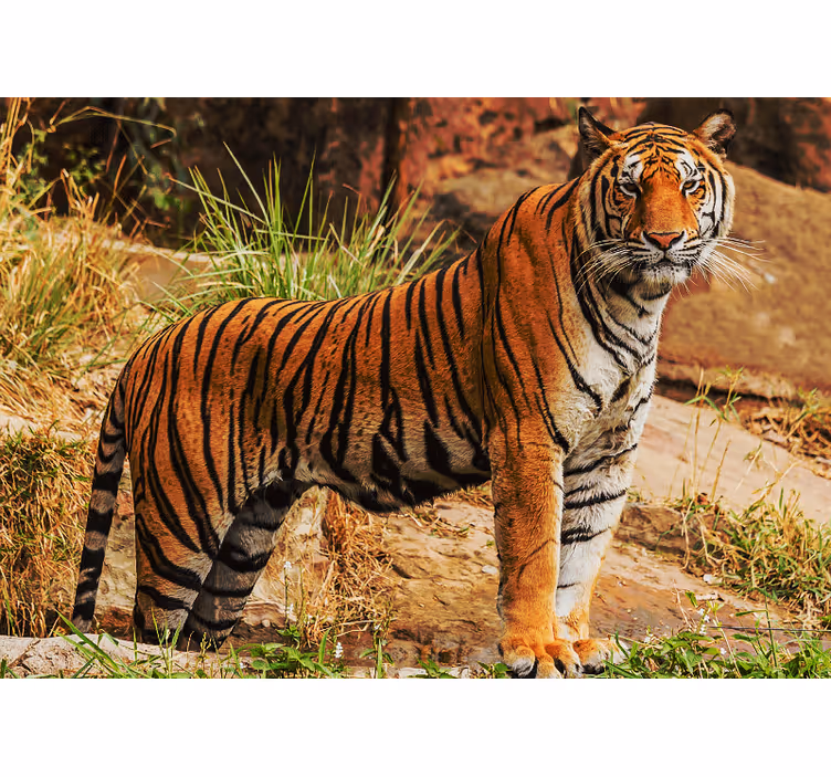 Tapisserie murale animaux présence du tigre majestueux - TenStickers