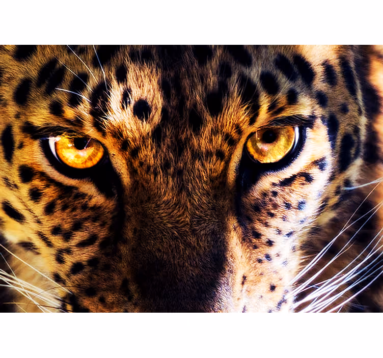 Papier peint mural d'animaux Beaux yeux de tigre - TenStickers