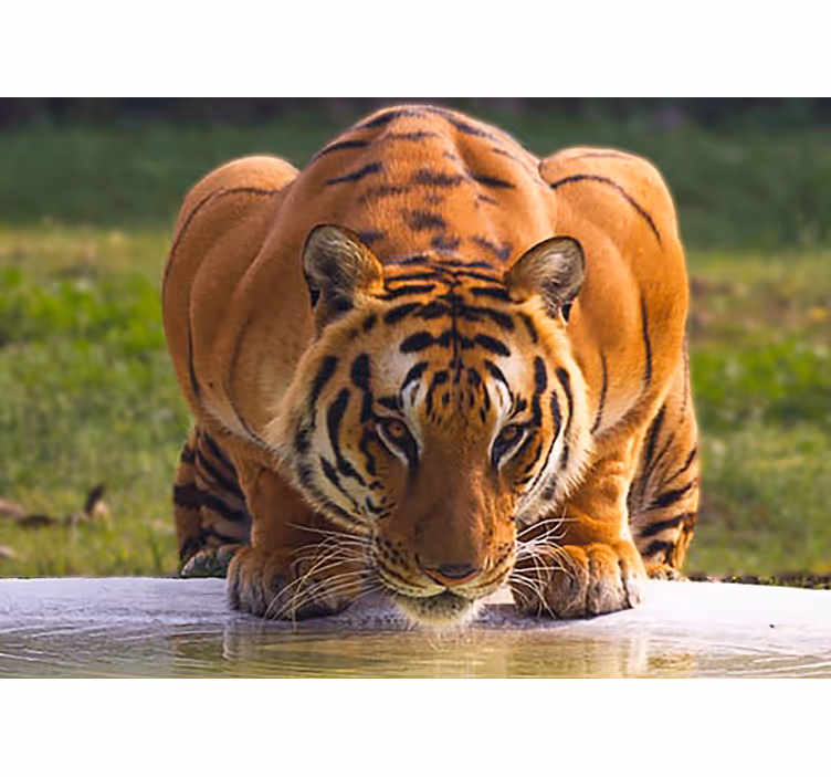 Tapisserie murale animaux tigre royal en pose - TenStickers