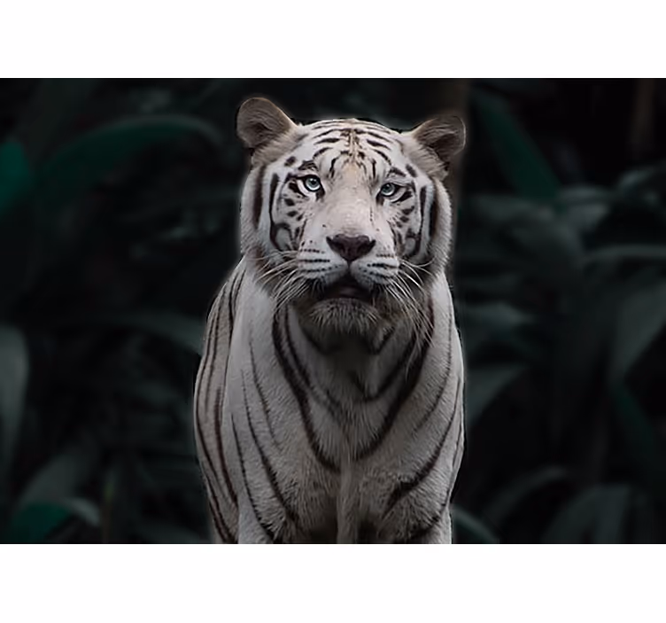 Tapisserie murale animaux tigre blanc royal - TenStickers