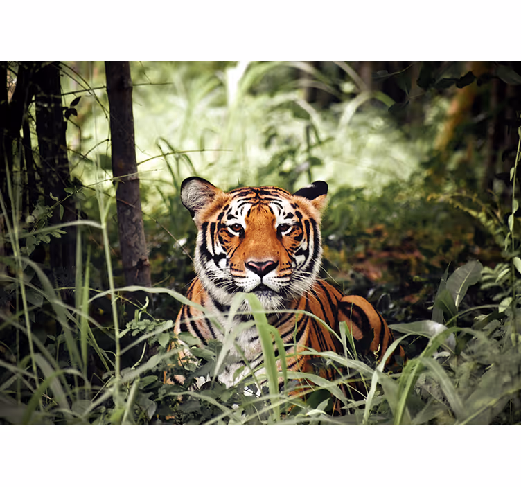 Tapisserie murale animaux expérience du tigre royal - TenStickers