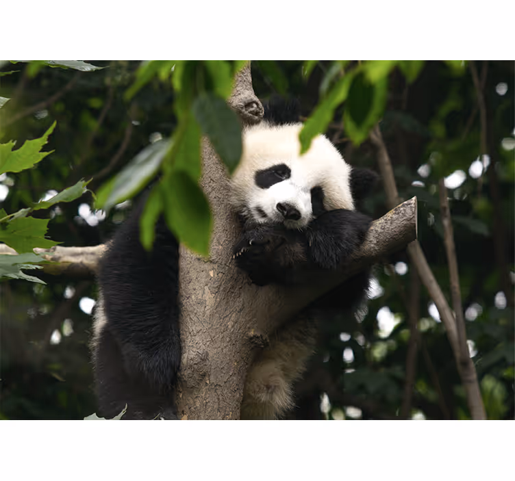 Tapisserie murale animaux panda se reposant sur un arbre - TenStickers