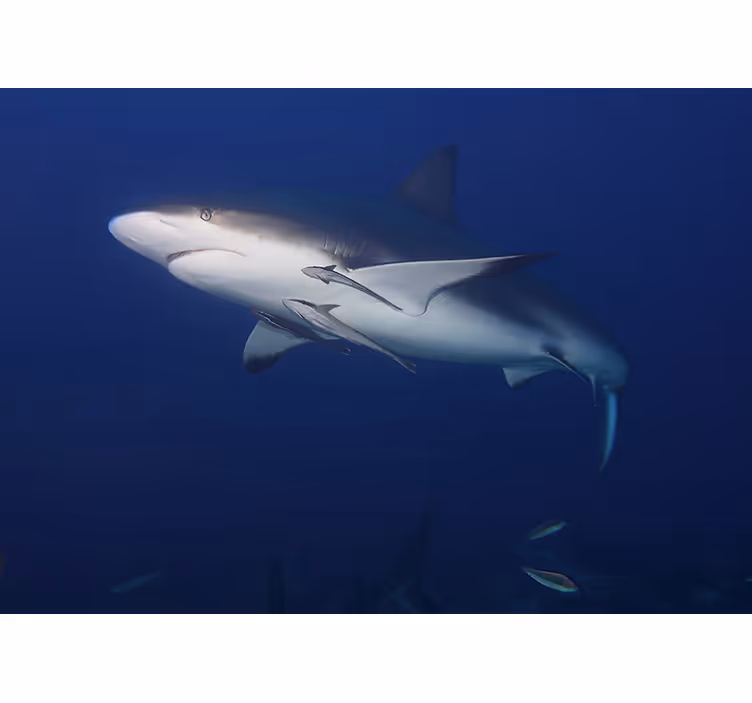 Tapisserie murale animaux nage majestueuse du requin - TenStickers