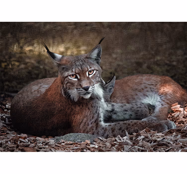 Tapisserie murale animaux lynx endormis - TenStickers