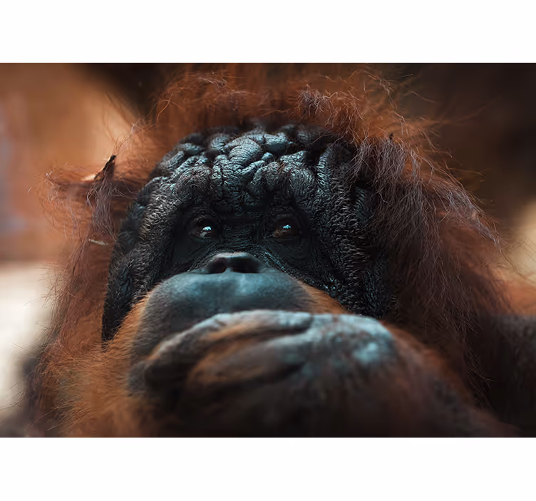 Papier peint mural d'animaux Gros plan d'orang-outan drôle - TenStickers
