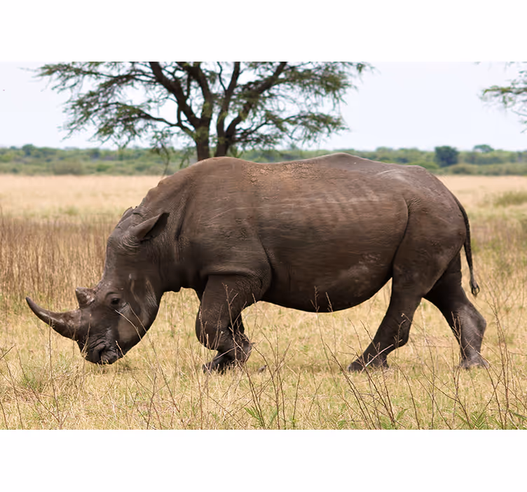 Tapisserie murale animaux rhinocéros dans le serengeti - TenStickers